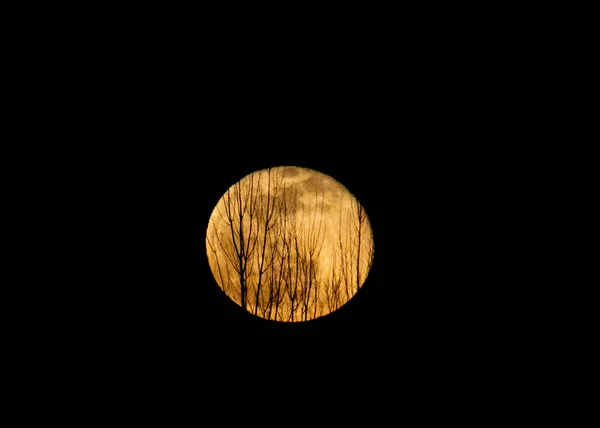 Pleine Lune Derrière Les Branches Des Arbres — Photo