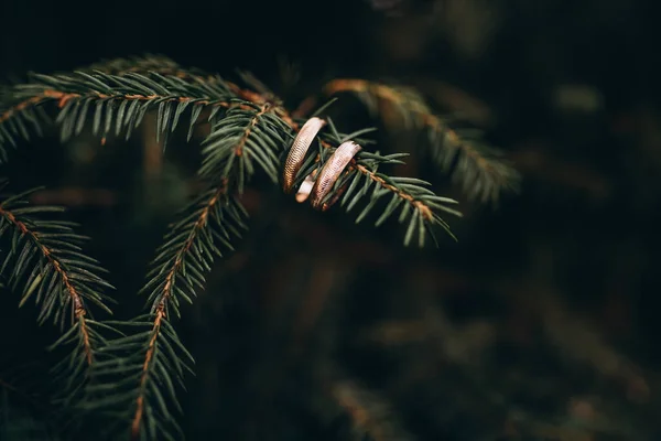 Anneaux Mariage Sur Une Branche Arbre — Photo