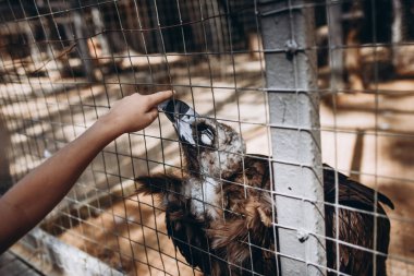 Hayvanat bahçesindeki akbaba