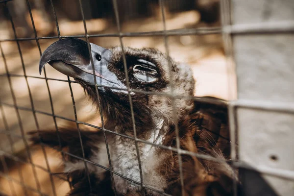 Hayvanat bahçesindeki yırtıcı akbaba