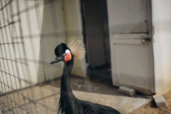 Hayvanat bahçesindeki vinç