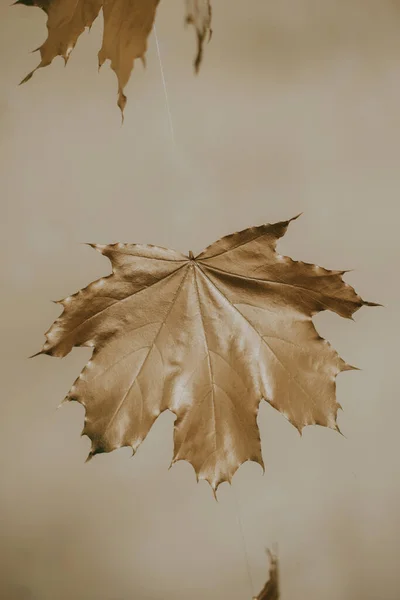 Bej arkaplanda altın sonbahar akçaağaç yaprağı