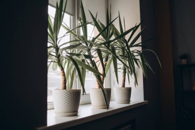 Ev bahçesinin modern kompozisyonu bir sürü güzel bitki, kaktüs, sulu bitki, farklı tasarım kaplarında hava bitkisi barındırıyordu. Botanik iç tasarımı çok şık. - Evet. Ev işleri konsepti. Şablon.