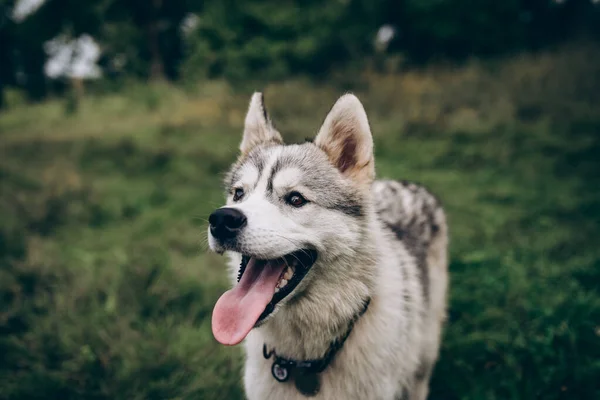 Husky dog on a green background. Black nose close up — Stock Photo, Image