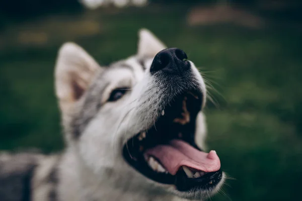 Husky dog on a green background. Black nose close up — Stock Photo, Image