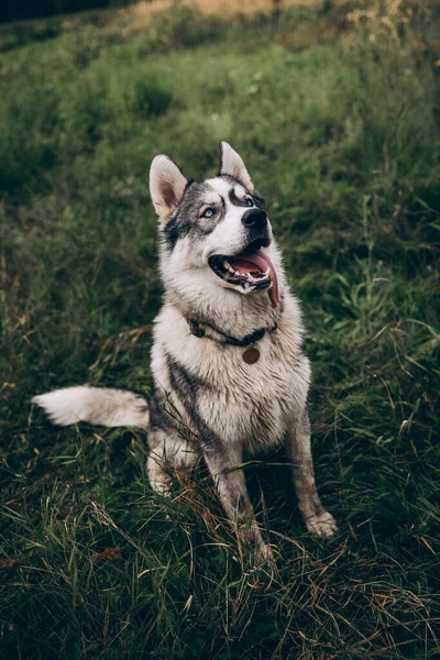 Husky dog on a green background. Black nose close up — Stock Photo, Image