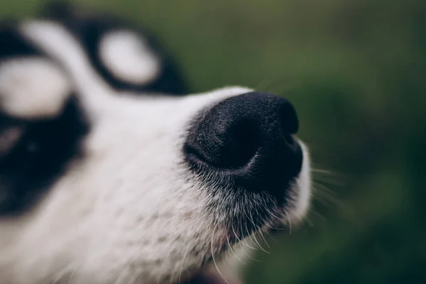 Cão husky em um fundo verde. Nariz preto fechar — Fotografia de Stock
