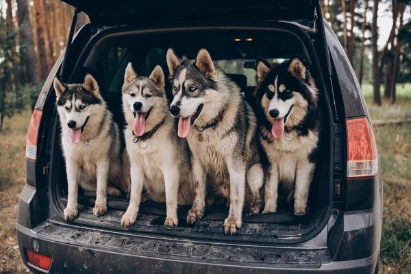 Cão husky em um fundo verde — Fotografia de Stock