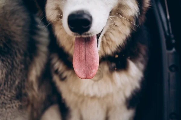 Husky σκυλί σε ένα πράσινο φόντο — Φωτογραφία Αρχείου