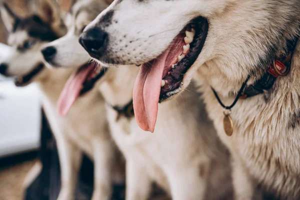 Cão husky em um fundo verde — Fotografia de Stock