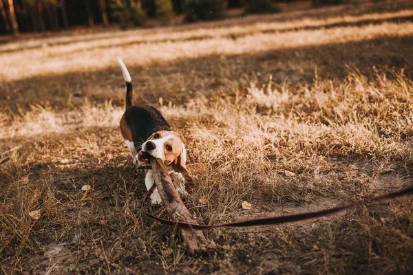 Beagle dog on the ground — Stock Photo, Image