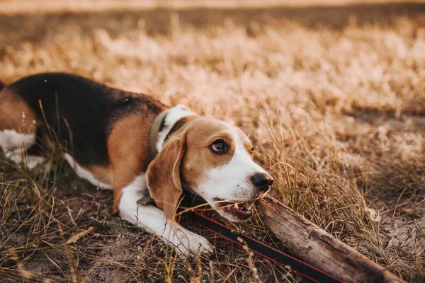 Бродячая собака на земле — стоковое фото