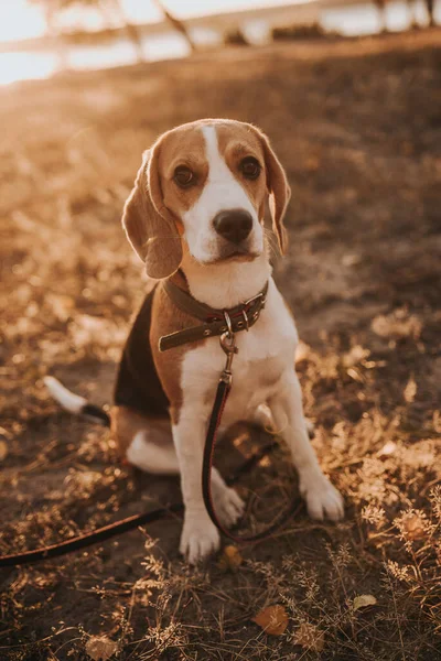 Cão beagle no chão — Fotografia de Stock