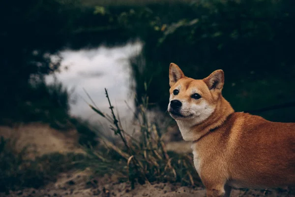 Cão Parque Sibainu Raça Natureza — Fotografia de Stock