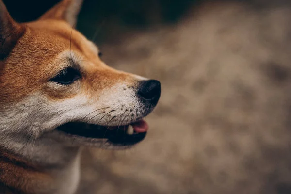 Собака Парке Породы Сибаину Природа — стоковое фото
