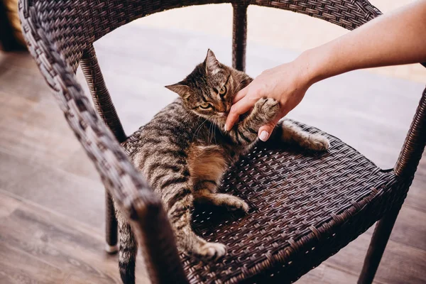 Güzel tekir kedi yeşil gözleriyle kameraya bakıyor.