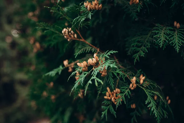 Branche Pin Nature — Photo