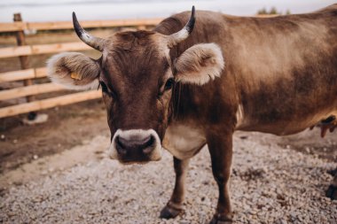 Çiftlikteki inek. Doğa