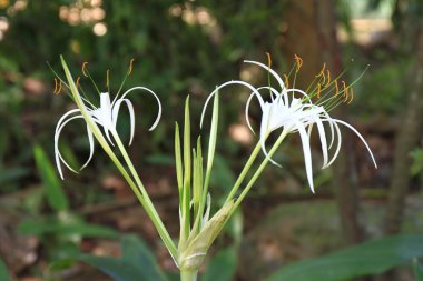 Gül çiçek yeşil bir arka plan üzerinde