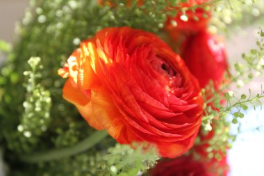 Gül çiçek yeşil bir arka plan üzerinde