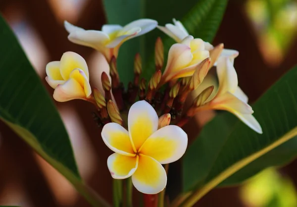 Plumeria flower — Stock Photo, Image