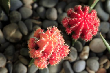 kırmızı kaktüsler