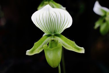 Asya'da yetişen çiçekler