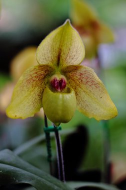 Asya'da yetişen çiçekler