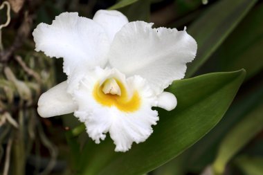 Asya'da yetişen çiçekler