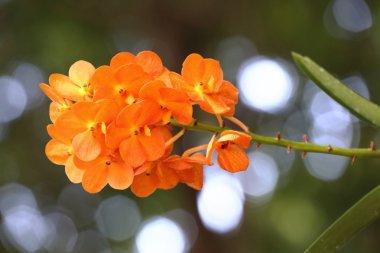 Asya'da yetişen çiçekler