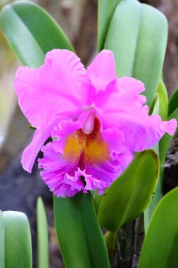 Asya'da yetişen çiçekler