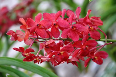 Asya'da yetişen çiçekler