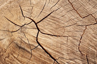 Doğal ahşap yüzeyler