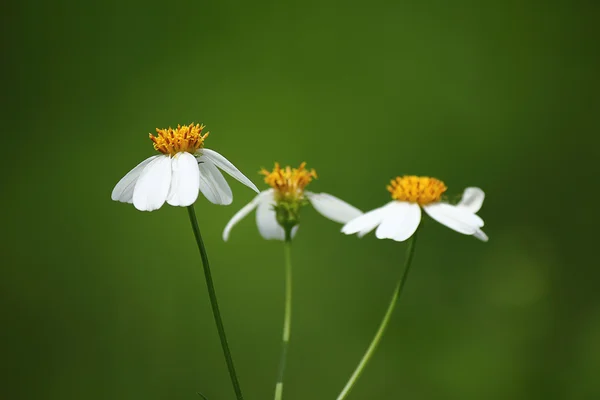 Flor de Siam —  Fotos de Stock