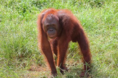 Hayvanlar denilen yaratıklar.