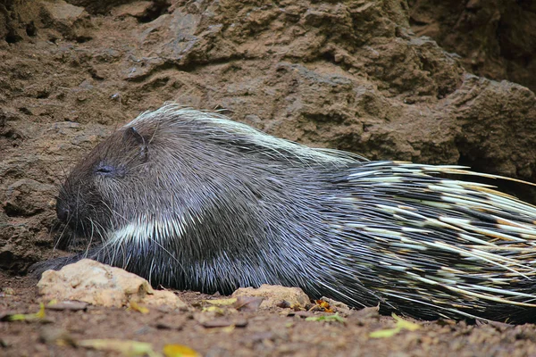 Hayvanlar denilen yaratıklar.