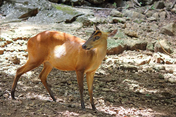 Hayvanlar denilen yaratıklar.