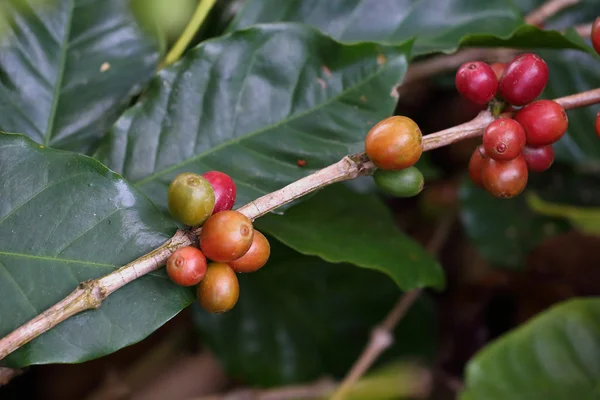 Doi Chang kahve Arabica kahve.