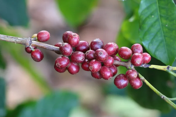 Doi Chang kahve Arabica kahve.