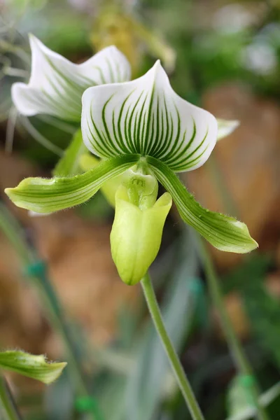 Paphiopedilum orchid species