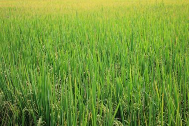 Pirinç ile altın ışık parlar.