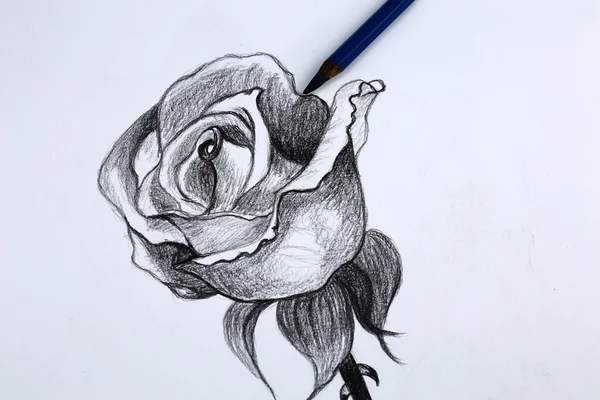 Én ceruzarajz, virágok — Stock Fotó