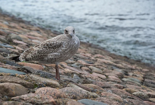 Havsfiskmåsen stående på sten trottoaren nära vattnet — Stockfoto