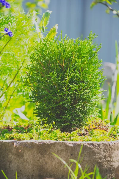 Uma pequena árvore cresce como um ornamental — Fotografia de Stock