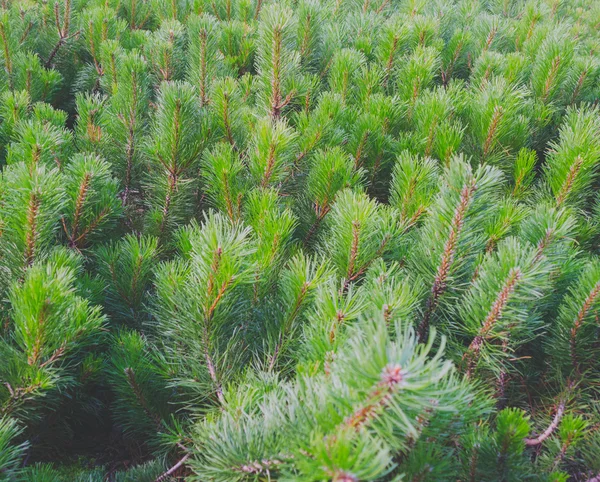 Feld kleine Tannen. — Stockfoto