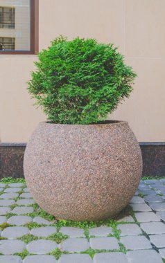 bir ağaç duvar arka plan üzerinde flowerbed