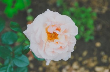 Bud ve yeşil kök şube gül.