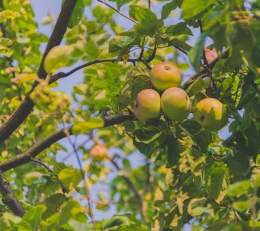 Güneşli bir gün tatlı güzel sulu elma