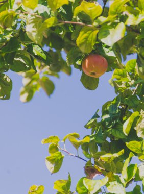 Apple bir dalı ile kırmızı arka plan bırakır