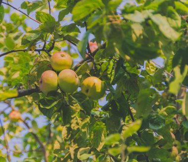 Güneşli bir gün closeup lezzetli elma.